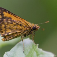 Ampittia dioscorides Fabricius, 1793